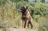 BULLMASTIFF 259